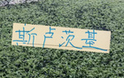 还没有到2个月！球迷又想念斯卢茨基 之前申花从来没有输过大连英博